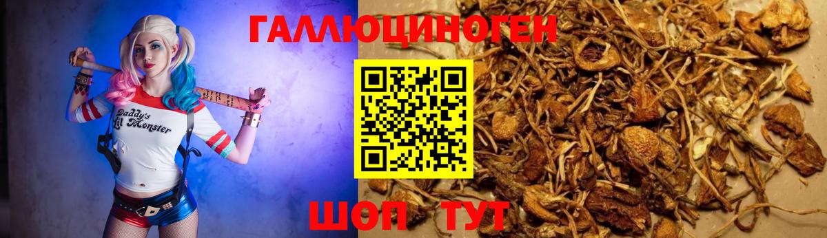 Галлюциногенные грибы MAGIC MUSHROOMS  наркота  Галлюциногенные грибы GOLDEN TEACHER  Киселёвск  Вход с VPN 